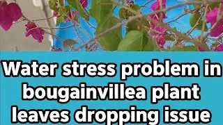 Bogenvilla plant leaves and flowers dropping issue || Bogenvilla plant mei flower drop ho raha hai