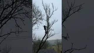 Ash removals 🌲