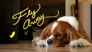 Janine Anne - Fly Away (Official Music Video)