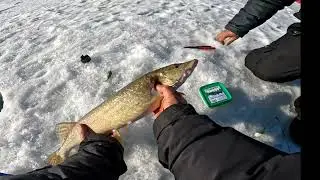 No Fish can escape with the Jawjacker #icefishing