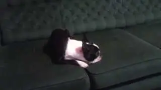 Boston terrier barking when is time for dinner