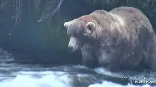 480 for Fatbear 2020