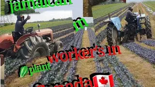 day in the life of a jamaican farm worker in Canada (pulling cabbage sucker) must watch fuljoy