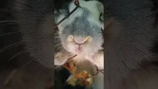 Cute rabbits 💖😍🐇 || Rabbit sniffing sound 🐇🥰 #shorts #shortvideo #youtubeshorts