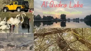 Al Qudra Lake #wildlife #alqudralake #campingindubai #naturelovers #patagonianmara #travelvlog
