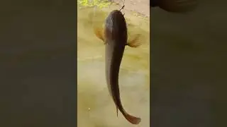 Best Fishing Videos  Breeding Season Of Giant Predator Fish  Fishing Vlogs | Catching Fish