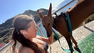 Endudog!! Podenca canaria en Cartagena!! NEZHA ☀️💕