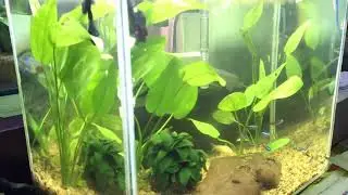 Nano community Tank Aquarium #bettacommunity