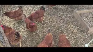 Update on cinnamon queens egg production #chickens #eggs #profit #home