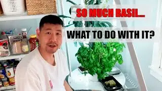 How harvest basil without Soil or Weeds | Goality Fitness Eric Su