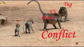 Amari Troop Monkey Has New Male Member Name Tug Join With Group But It Seem Has trouble With Maria.
