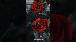 Happy Rose Day status  2022!!!Rose Day Full Screen Status 2022 ❤️❤️