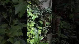 Exotic plant collection #plants #collection #adansonii #anthurium #exotic