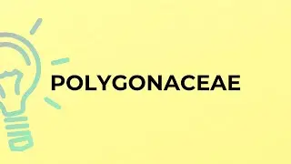 What is the meaning of the word POLYGONACEAE?