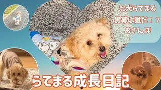 らてまる成長日記【トイプードル】やんちゃで甘えん坊ならてまる🐶 に癒される日常をお届け