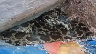 Huge Python Snake Rescue from the Building at Bhiwandi