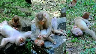 Best video of Monkey baby looks for way get grooming from mum