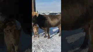 Узынагаш мал базары 