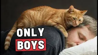 Why Your Male Cat Sleeps With You | What It Really Says About Your Bond