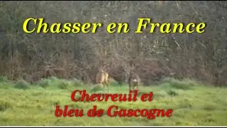 Chasser en France : Chevreuil et bleu de Gascogne