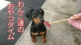 鹿肉を食べるドーベルマンの子犬 #多頭飼い #大型犬のいる生活 #ドーベルマン