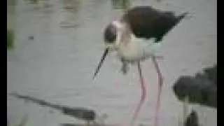 Cig&uuml;e&ntilde;uela Com&uacute;n (Himantopus himantopus)  Black-winged Stilt