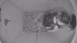 NestBox: woodpecker