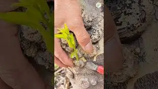 revisit unique ancient grafting technology #graftingtactick #fruit #garden #gardening ##plants