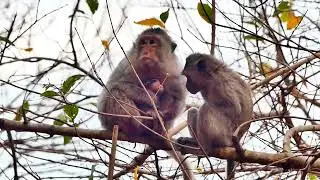 So Adorable!! Very Poor Mother Monkey Old Unsuccessful Giving Birth her First newborn Baby pass away