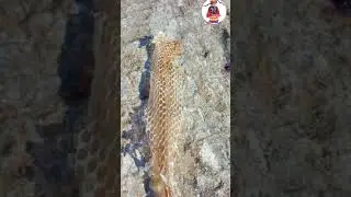 Garhwali Snake Whatsapp Status Video 🐍🐍🐍🐍 | Garhwali Pahadi