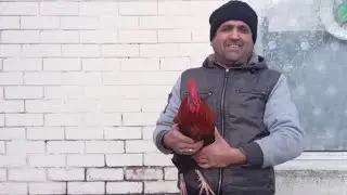 Showing My Desi Chickens how too keep them warm in winter time & more❤