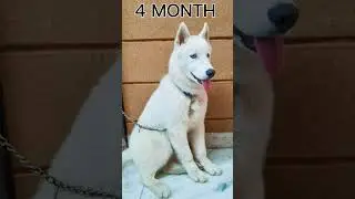white husky life journey 🐶 #shorts #short #youtubeshorts #trendingshorts