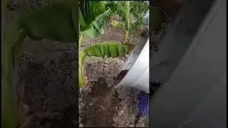 MANURE , CROPS and MEDICINAL PLANTS #agriculture #crop #farm #farmer #farming #plant #cultivation
