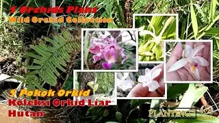Wild Orchid Collection - 5 Orchids Plant (Koleksi Orkid Liar Hutan - 5 Pokok Orkid)