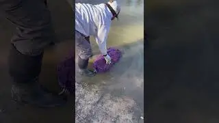 Stocking 125 lbs of crawfish in Lake Monica 5-2-2023