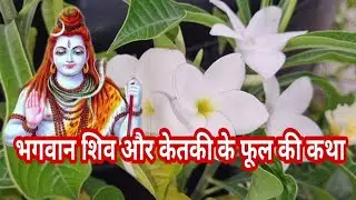 Ketki Flower & Lord Shiva | केतकी का फूल क्यों निषिद्ध है भगवान् शिव की पूजा में  | Champa/Plumeria