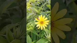 yellow flowers Nature #beautiful #nature #flowers #belarus #piano #shorts