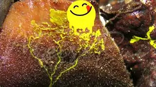 ELE TEM 72 SEXOS! #science #biology #slimemold
