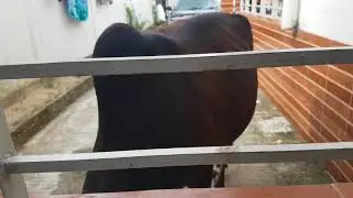 Part 2 the camera is in the sc room cold cow sad song
