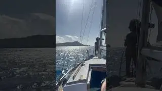 Dolphins today sailing while&rsquo;s sailing and swimming!