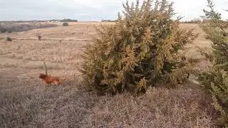 Hunting with a Golden Retriever - Good days and Better days