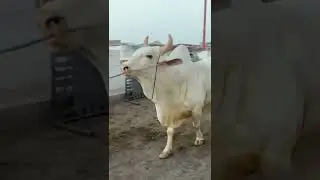 Cattle Farm in karachi | Cow Mandi | Cow Videos |2022 Cow | Mandi Video |#FQvideos #Short