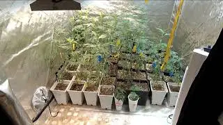 IPM Integrated Pest Management Regimen/Schedule/Program/Routine, Preventative Care is Key (PART 2)