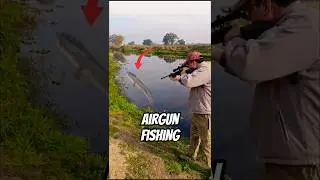 Airgun Fish hunting | snakehead fish hunting #shortsfeed #fishing #airgun