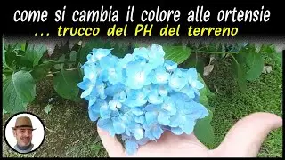 CAMBIARE IL COLORE ALLE ORTENSIE, trucco del PH del terreno