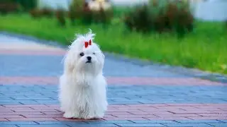 Maltese Dog Breed Overview: History and Characteristics