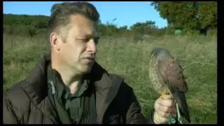 BBC Spring Watch   Kestrels