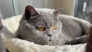 The British Cat falling asleep in her hammock 😴🐾