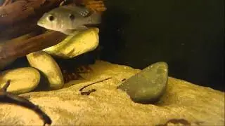 Rhinodoras dorbignyi