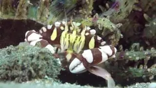 Harlequin Crab in Padangbai Bali